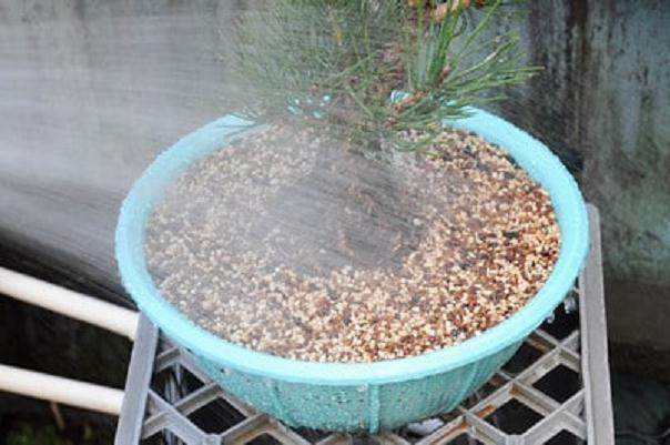 图解 黑松盆景怎么移植的过程