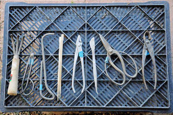 图解 黑松盆景怎么移植的过程