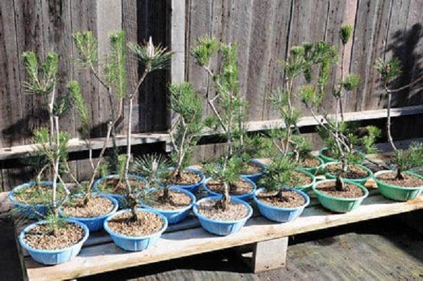 图解 黑松盆景怎么移植的过程