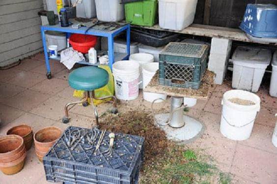 图解 黑松盆景怎么移植的过程