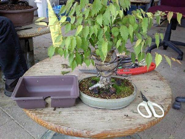 如何对榉树盆景进行空中压条?