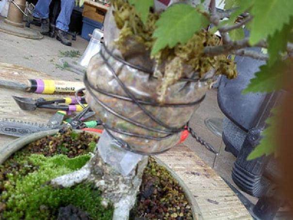 图解 如何对榉树盆景进行空中压条