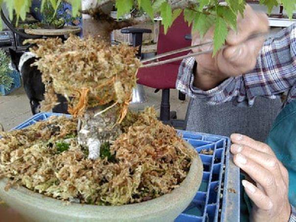 图解 如何对榉树盆景进行空中压条