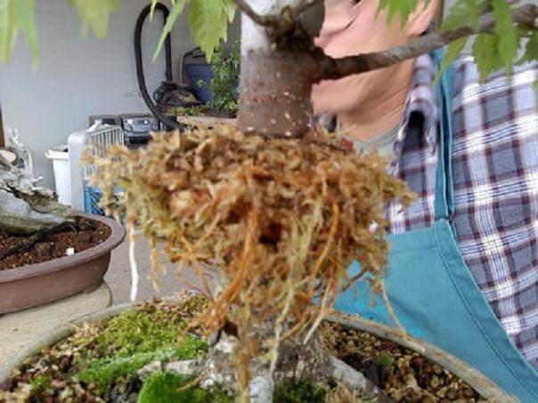 图解 如何对榉树盆景进行空中压条