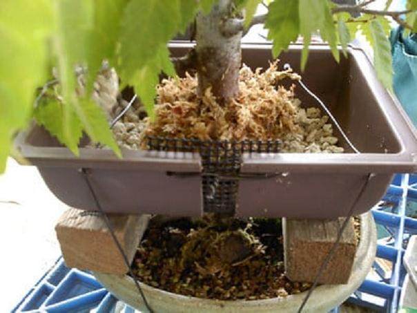 图解 如何对榉树盆景进行空中压条