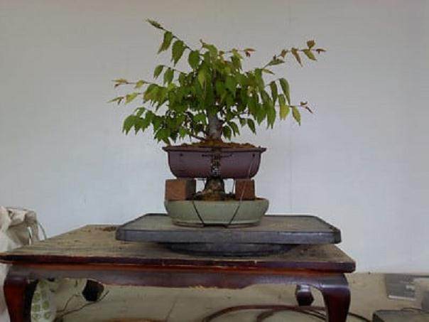 图解 如何对榉树盆景进行空中压条