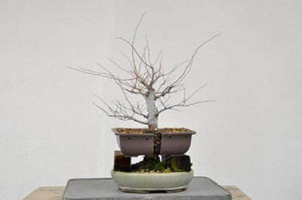 图解 如何对榉树盆景进行空中压条