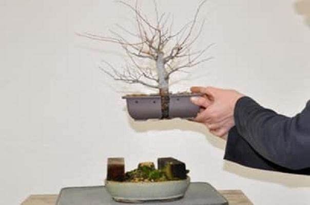 图解 如何对榉树盆景进行空中压条
