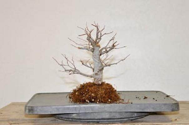 图解 如何对榉树盆景进行空中压条