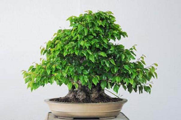 图解 韩国鹅耳枥盆景怎样修剪的方法