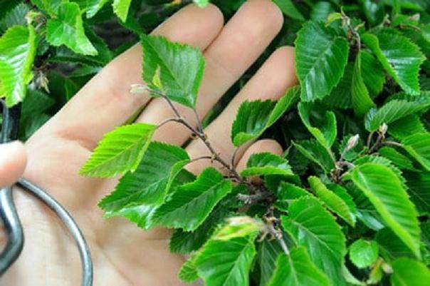 图解 韩国鹅耳枥盆景怎样修剪的方法