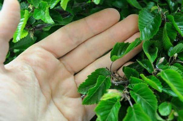 图解 韩国鹅耳枥盆景怎样修剪的方法