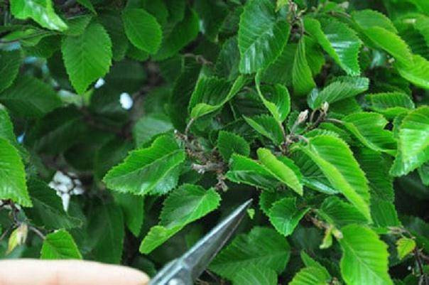 图解 韩国鹅耳枥盆景怎样修剪的方法