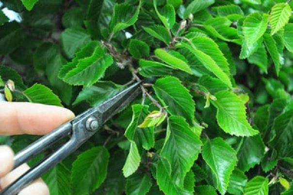 图解 韩国鹅耳枥盆景怎样修剪的方法