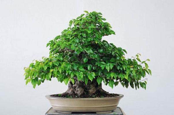 图解 韩国鹅耳枥盆景怎样修剪的方法