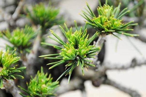 对秋季盆景新芽的修剪