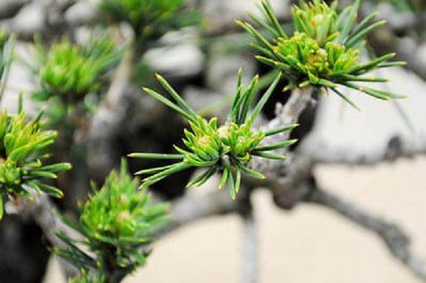 对秋季盆景新芽的修剪