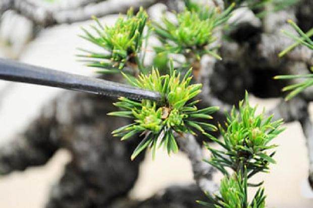 图解 秋季盆景新芽发芽的修剪方法