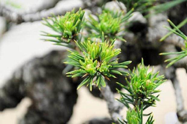 图解 秋季盆景新芽发芽的修剪方法