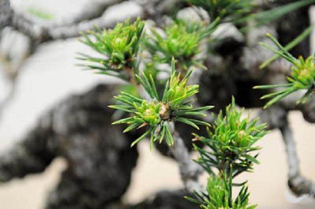 图解 秋季盆景新芽发芽的修剪方法