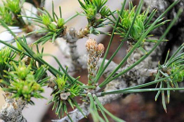 图解 秋季盆景新芽发芽的修剪方法