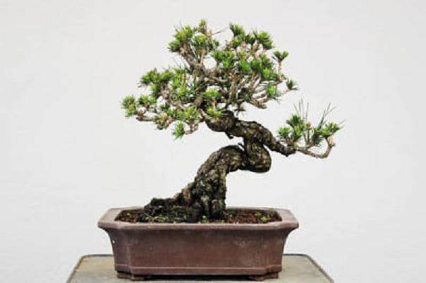 图解 秋季盆景新芽发芽的修剪方法