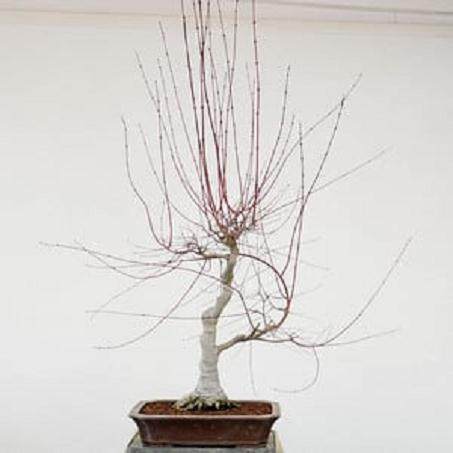 修剪一个老的日本枫树盆景