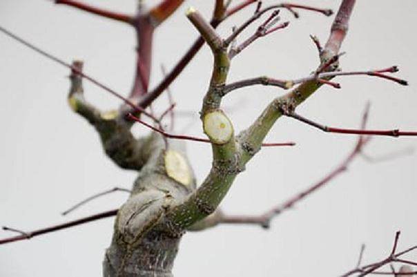 修剪一个老的日本枫树盆景 图片