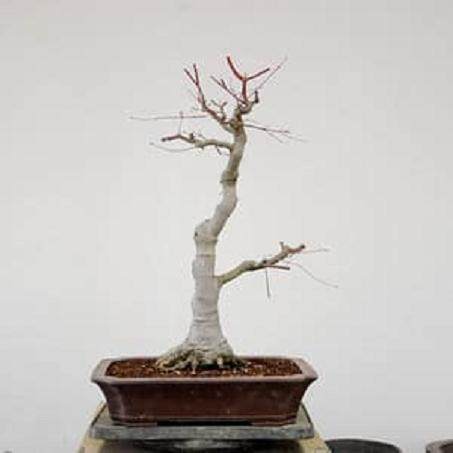 修剪一个老的日本枫树盆景 图片