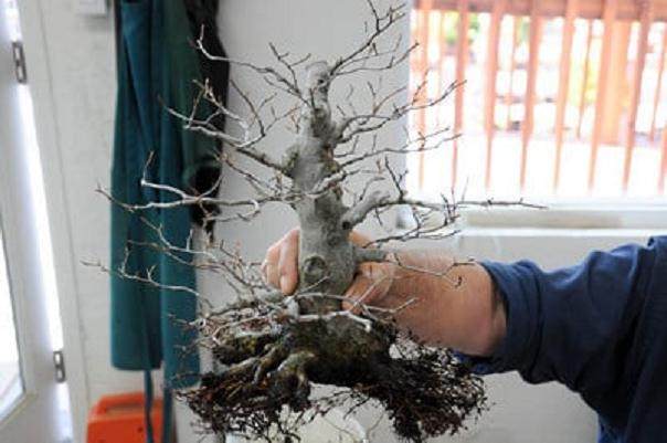 对日本山毛榉盆景的修剪