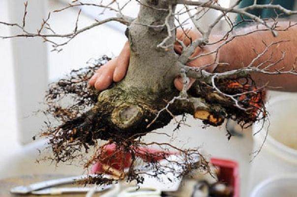 对日本山毛榉盆景的修剪