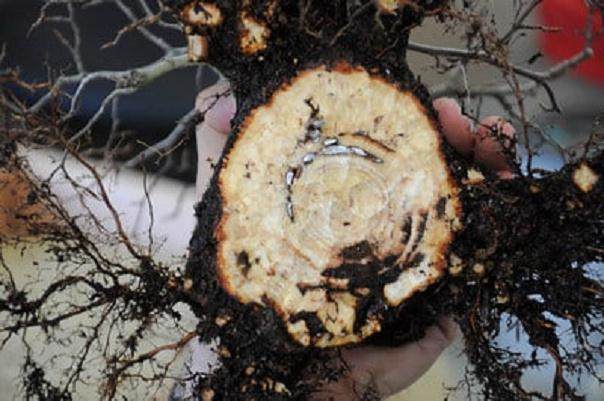 对日本山毛榉盆景的修剪