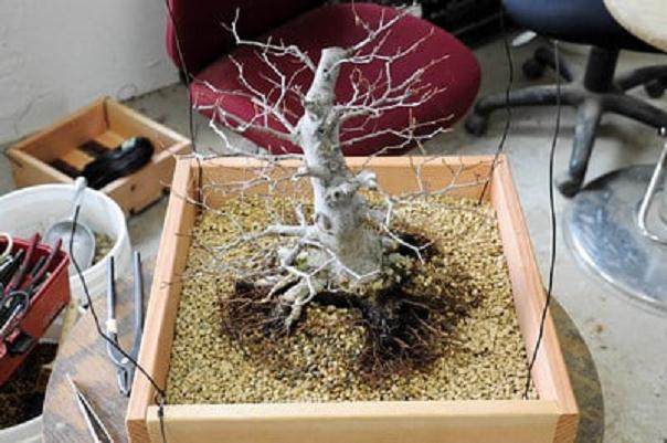 对日本山毛榉盆景的修剪