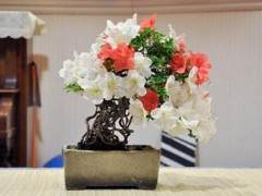 在湾岛盆景会议上评估盆景