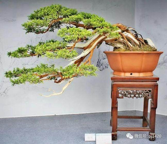  2013年扬州国际盆景大会回看