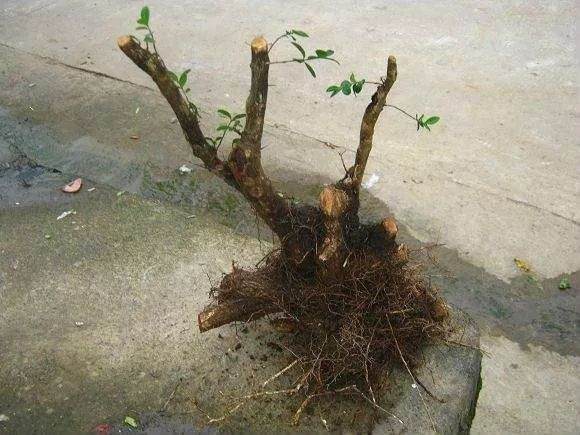 盆景施肥学问大 8种情况打死不施肥