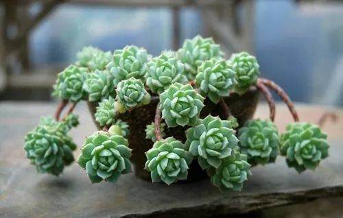 盆景施肥学问大 8种情况打死不施肥