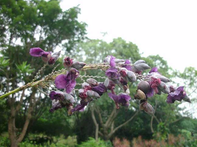 盆景施肥学问大 8种情况打死不施肥