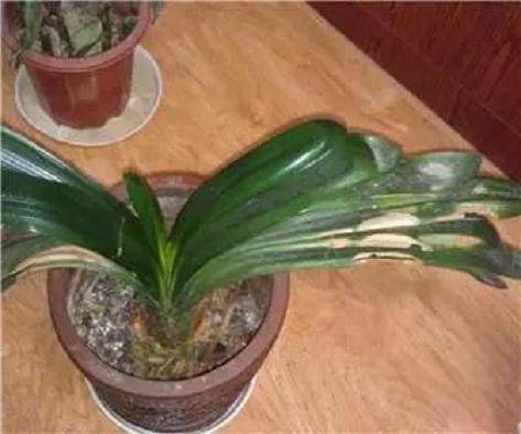 盆景施肥学问大 8种情况打死不施肥