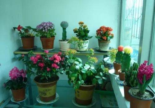 盆景施肥学问大 8种情况打死不施肥