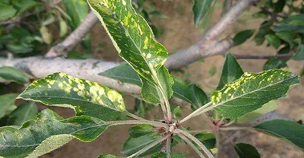 盆景施肥学问大 8种情况打死不施肥