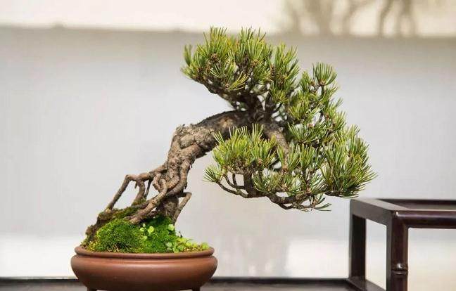 盆景花卉该如何施肥?施肥过量怎么办?