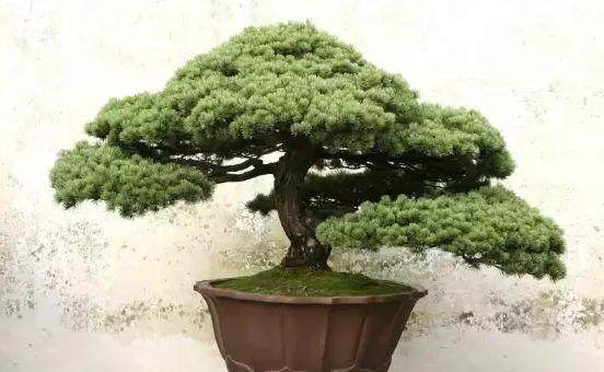 为什么要给盆景翻盆?