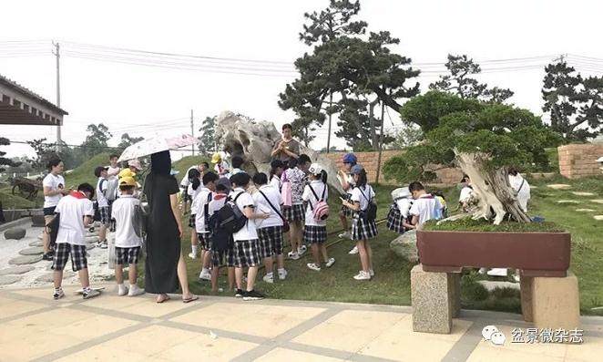 做盆景最重要的就是做造型