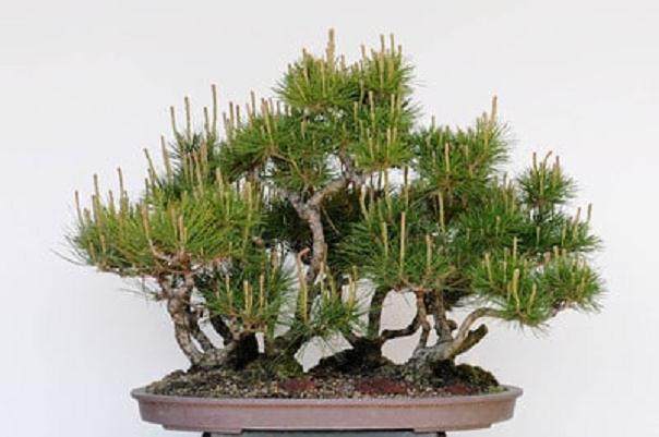 图解 松树盆景针叶怎么修剪的方法