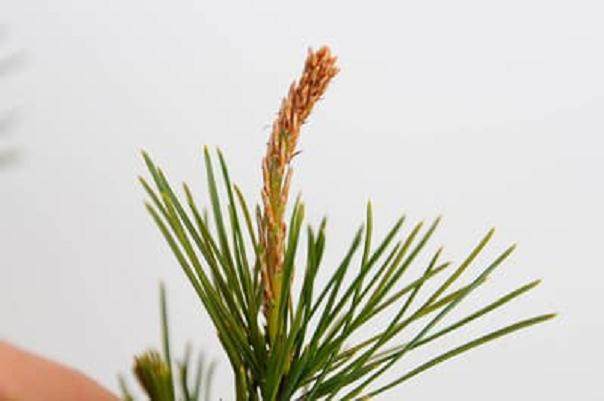 图解 松树盆景针叶怎么修剪的方法