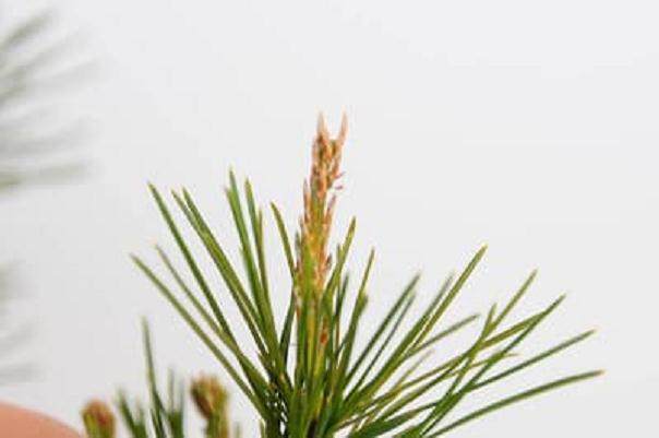 图解 松树盆景针叶怎么修剪的方法