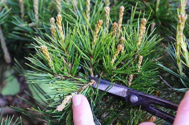 图解 松树盆景针叶怎么修剪的方法