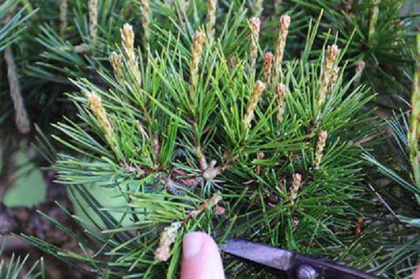 图解 松树盆景针叶怎么修剪的方法