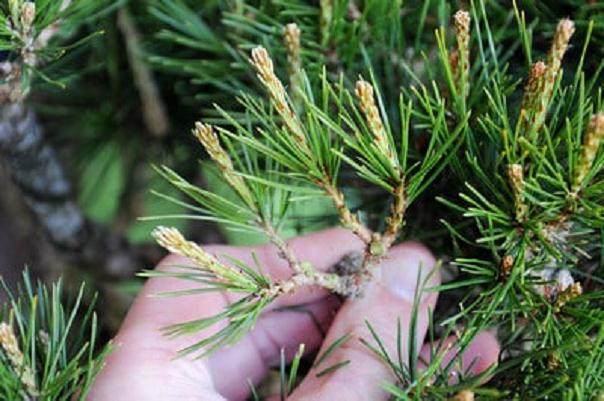 图解 松树盆景针叶怎么修剪的方法